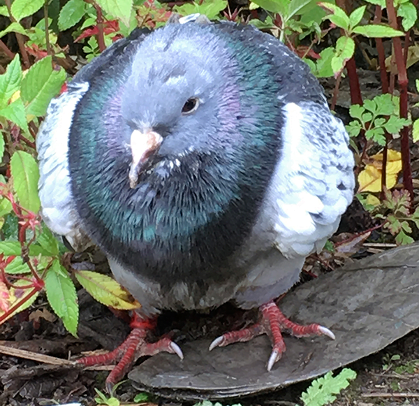 pete the pigeon